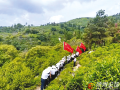 紅綠共生 茶香萬(wàn)里 ——隨縣草店鎮(zhèn)以干部能力提升寫(xiě)好“茶文章”走好“振興路”