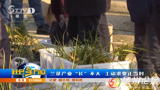 蘭花產業(yè)“長”不大 主動求變正當時